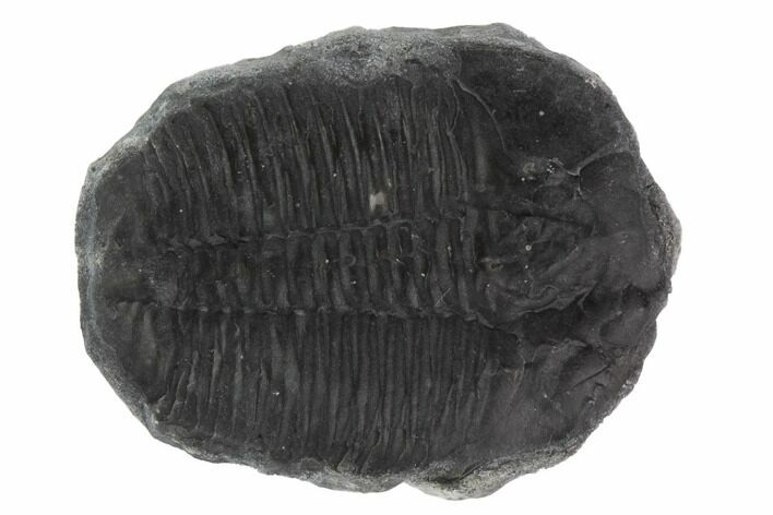 Elrathia Trilobite Fossil - Utah #96038